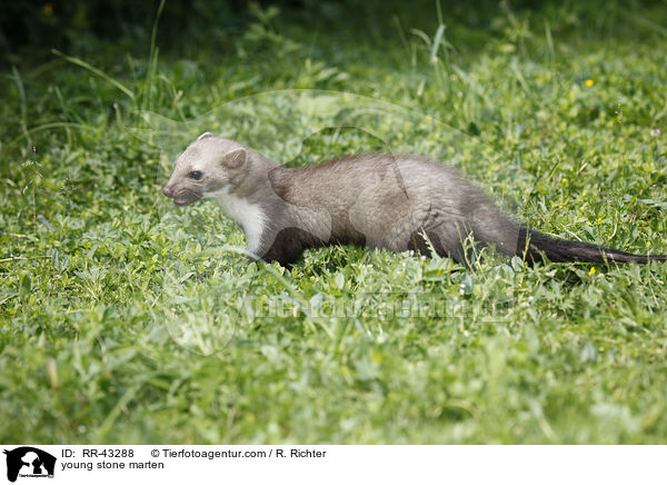 young stone marten / RR-43288