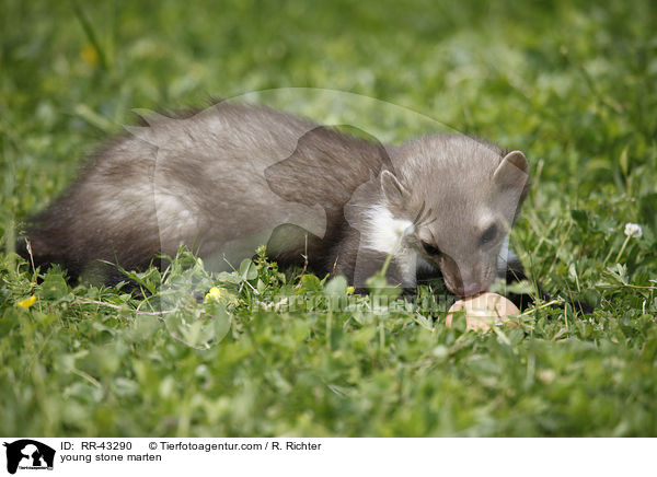 young stone marten / RR-43290