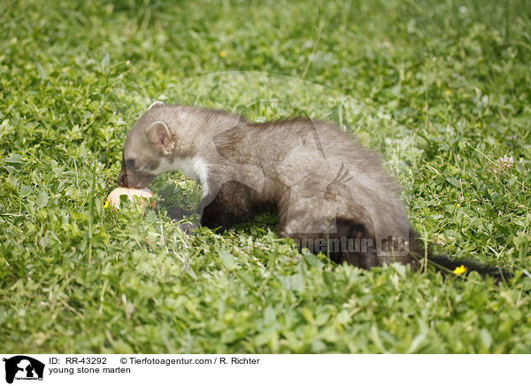 junger Steinmarder / young stone marten / RR-43292