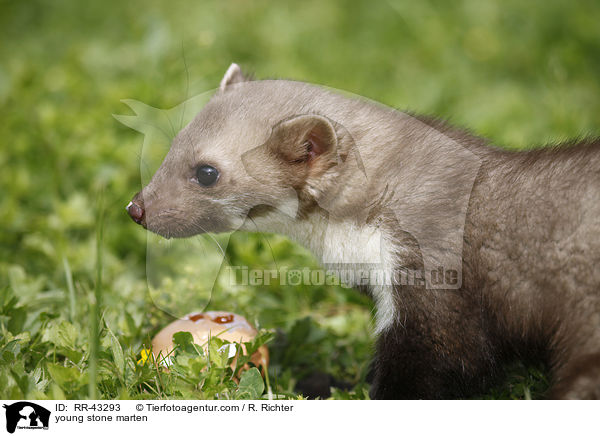 junger Steinmarder / young stone marten / RR-43293