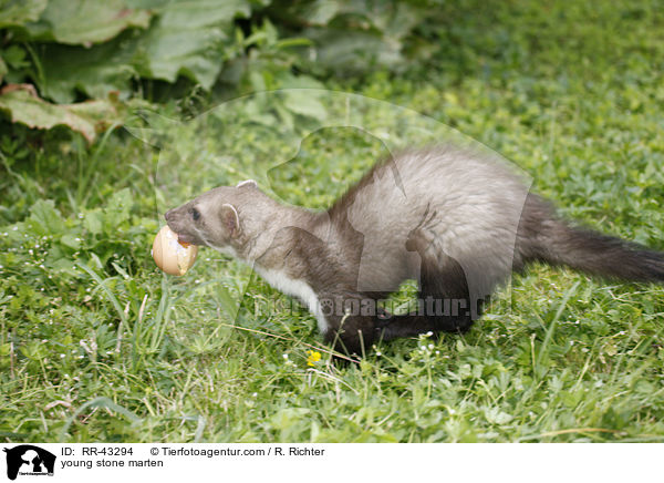 young stone marten / RR-43294