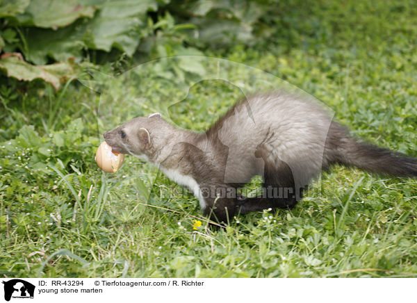 junger Steinmarder / young stone marten / RR-43294