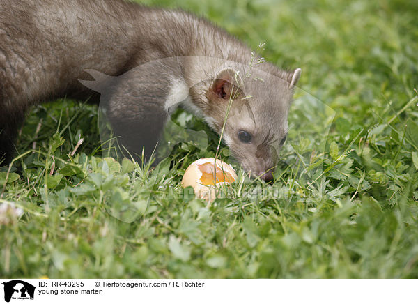 young stone marten / RR-43295
