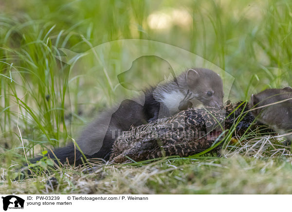 young stone marten / PW-03239