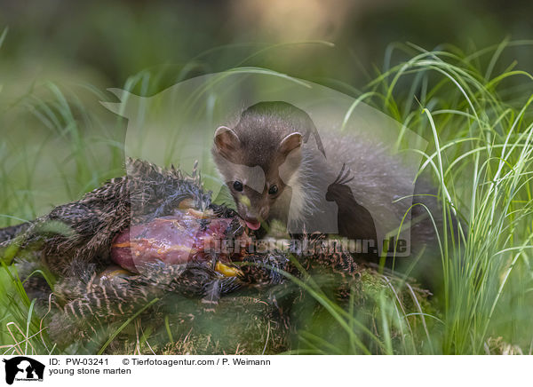 young stone marten / PW-03241