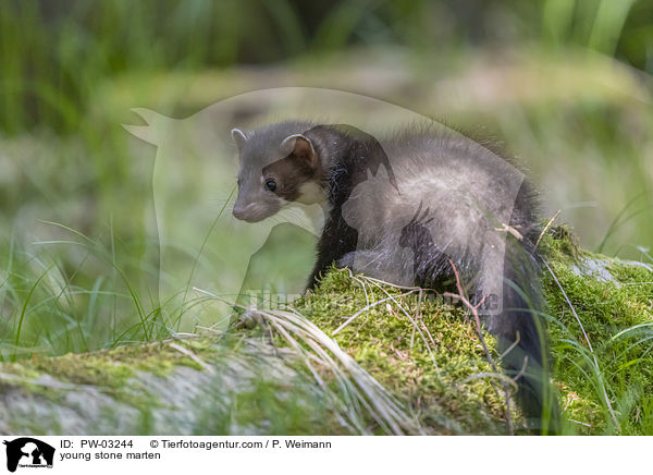 young stone marten / PW-03244