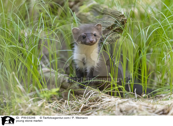young stone marten / PW-03246