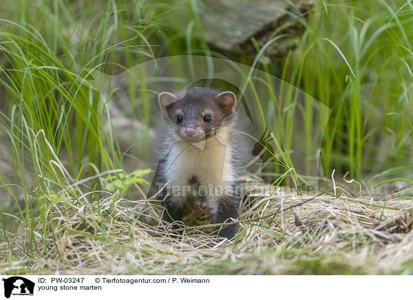 young stone marten / PW-03247