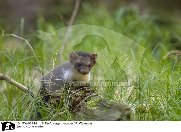 young stone marten / PW-03249