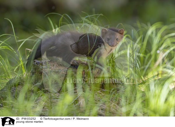 young stone marten / PW-03252