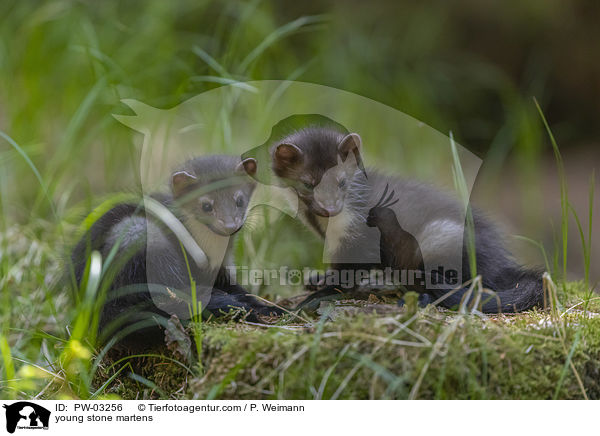 young stone martens / PW-03256