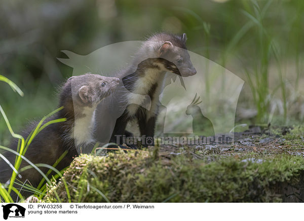 junge Steinmarder / young stone martens / PW-03258