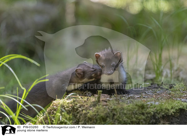 young stone martens / PW-03260