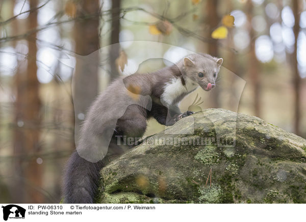 stehender Steinmarder / standing Stone marten / PW-06310