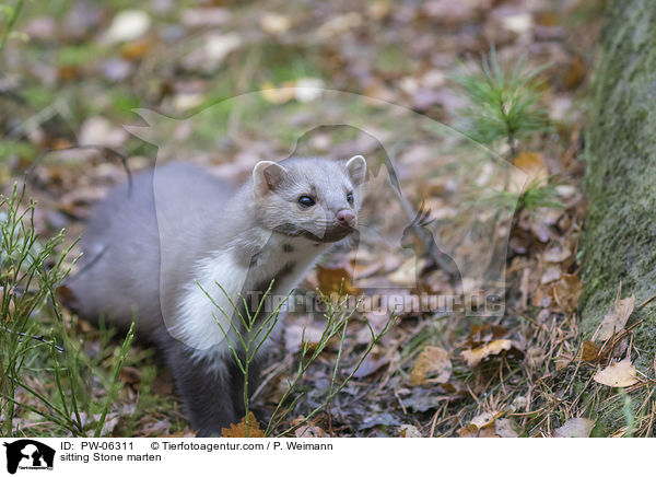 sitting Stone marten / PW-06311