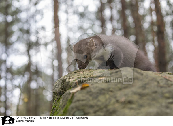 Steinmarder / Stone marten / PW-06312