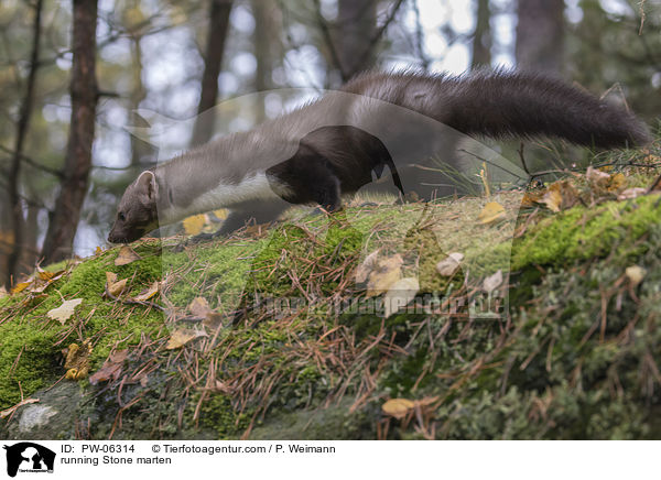 running Stone marten / PW-06314