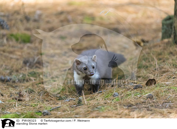 stehender Steinmarder / standing Stone marten / PW-06323