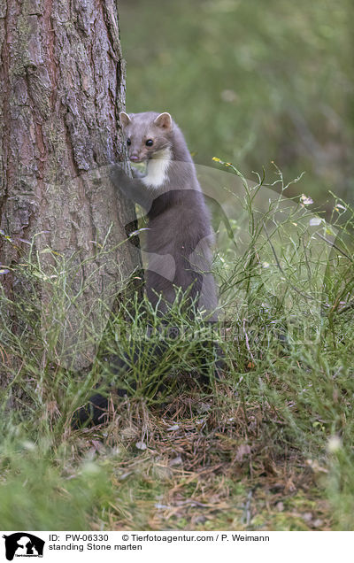 standing Stone marten / PW-06330