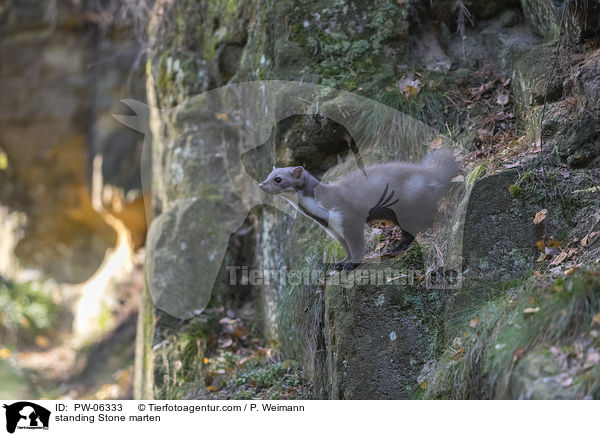 stehender Steinmarder / standing Stone marten / PW-06333