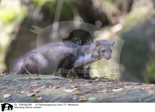 stehender Steinmarder / standing Stone marten / PW-06336