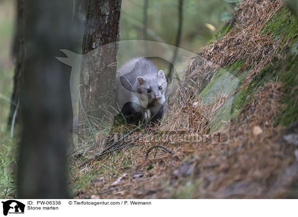 Stone marten / PW-06338