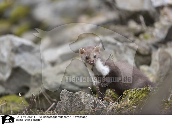 sitting Stone marten / PW-06344