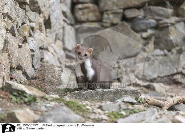 sitting Stone marten / PW-06352