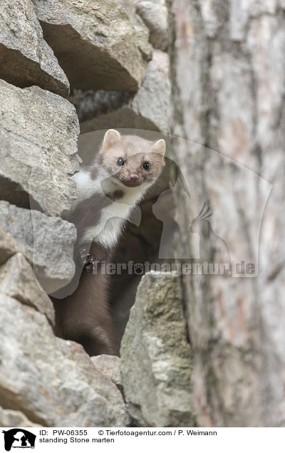 stehender Steinmarder / standing Stone marten / PW-06355