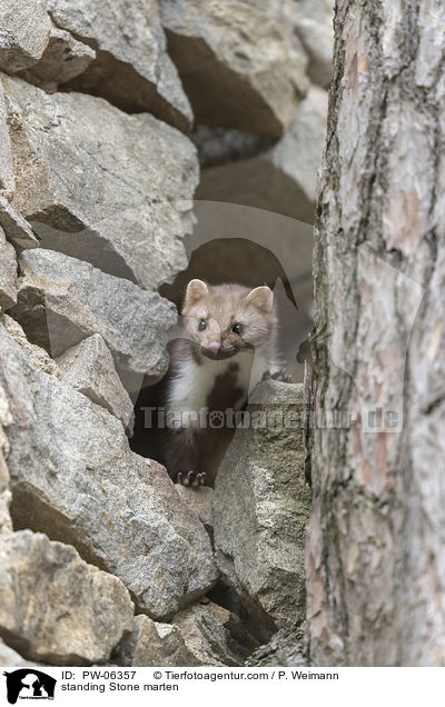 stehender Steinmarder / standing Stone marten / PW-06357