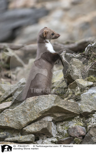 stehender Steinmarder / standing Stone marten / PW-06371