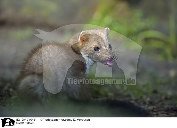 Steinmarder / stone marten / DV-04045