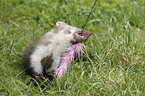 young stone marten