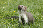 young stone marten