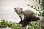 young stone marten