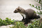 young stone marten