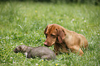 stone marten and Magyar Vizsla