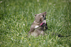 young stone marten