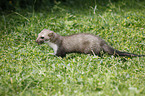 young stone marten