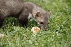 young stone marten