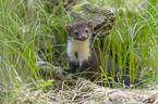 young stone marten