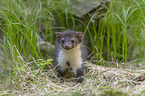 young stone marten