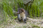 young stone marten