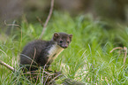 young stone marten