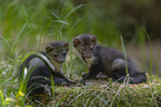 young stone martens