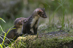 young stone martens