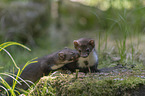 young stone martens