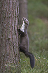 Stone marten climbs on tree