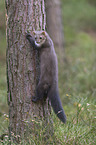 Stone marten climbs on tree