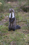 standing Stone marten